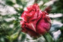 Rn19342405-Einzelne rote Rosenblüte